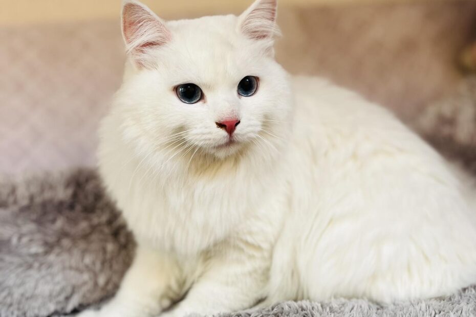 Akly gato siberiano blanco hembre precio