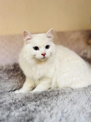 Akly gato siberiano blanco hembre precio