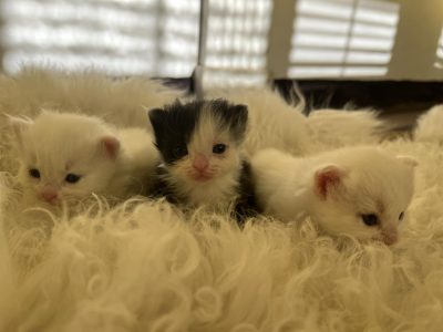 chatons sibériens chaton siberien pure race acheter gatos siberianos siberian cats