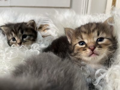 chatons sibériens chaton siberien pure race acheter gatos siberianos siberian cats