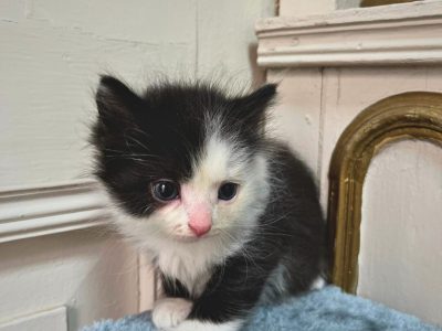 chatons sibériens chaton siberien pure race acheter gatos siberianos siberian cats