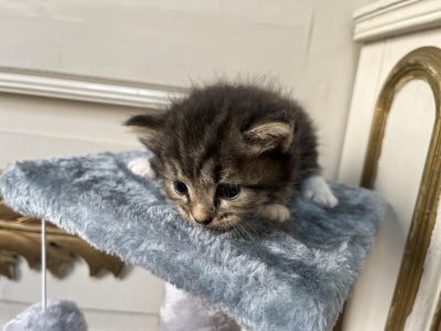 chatons sibériens chaton siberien pure race acheter gatos siberianos siberian cats