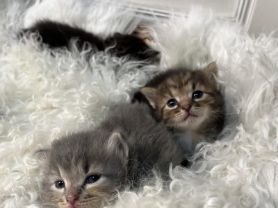 chatons sibériens chaton siberien pure race acheter gatos siberianos siberian cats